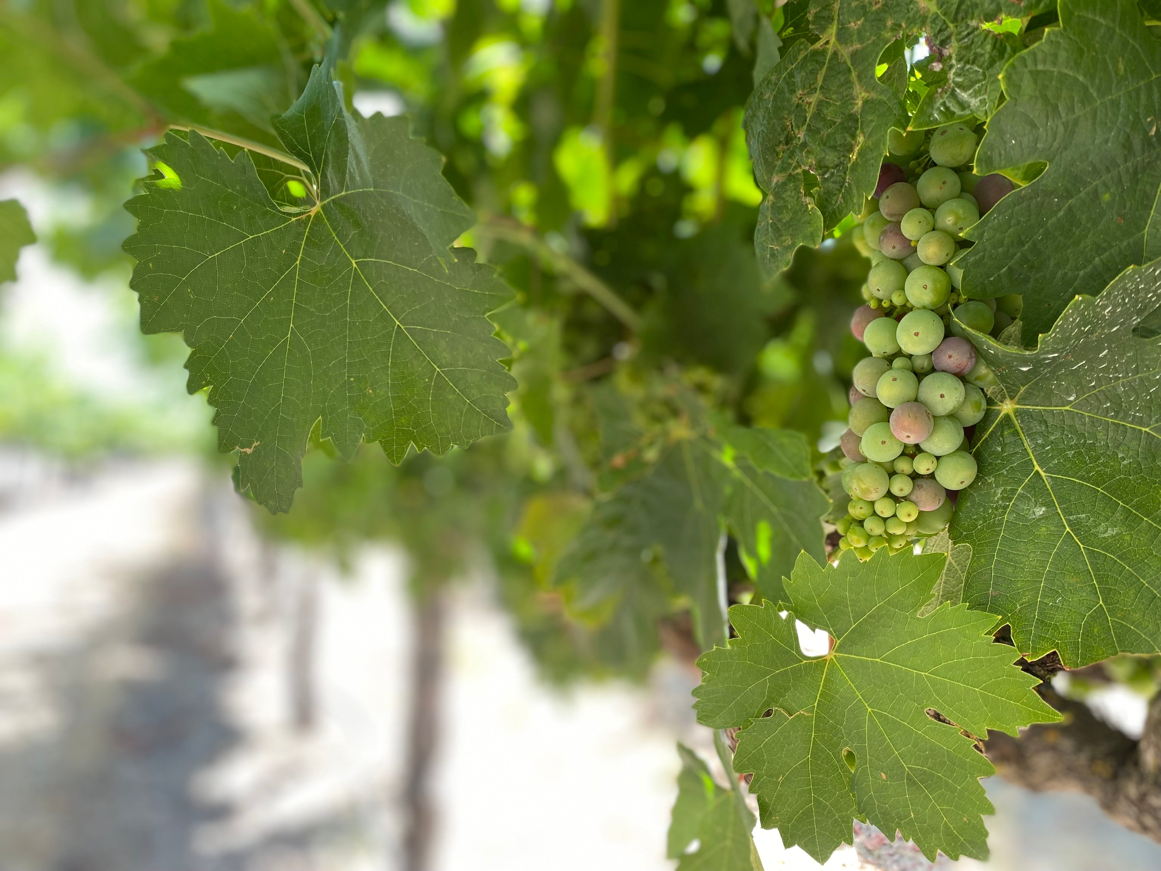 Close up of wine grapes growing on a vine in a Lodi, California vineyard, Harney Lane Winery and Vineyards.